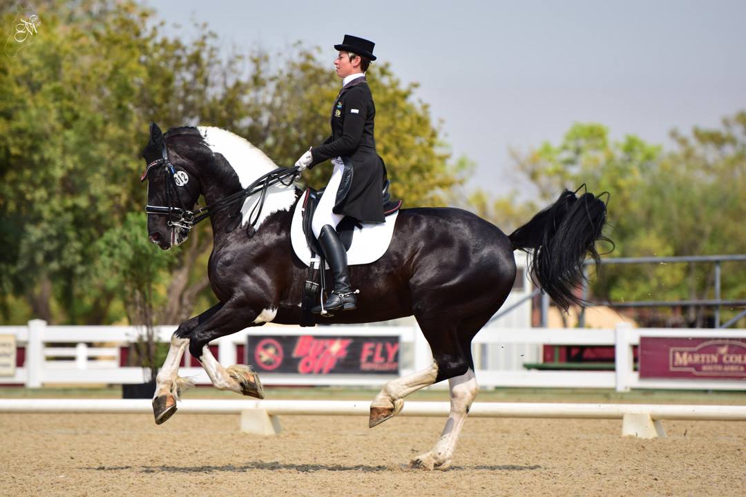 Adelprag Maurits - Barock Pinto Stallion